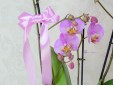 Orhidee cu 3 tije in ghiveci ceramic